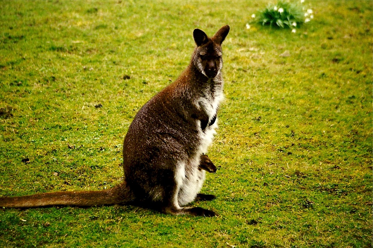 Wallaby with joey 20th March 1999