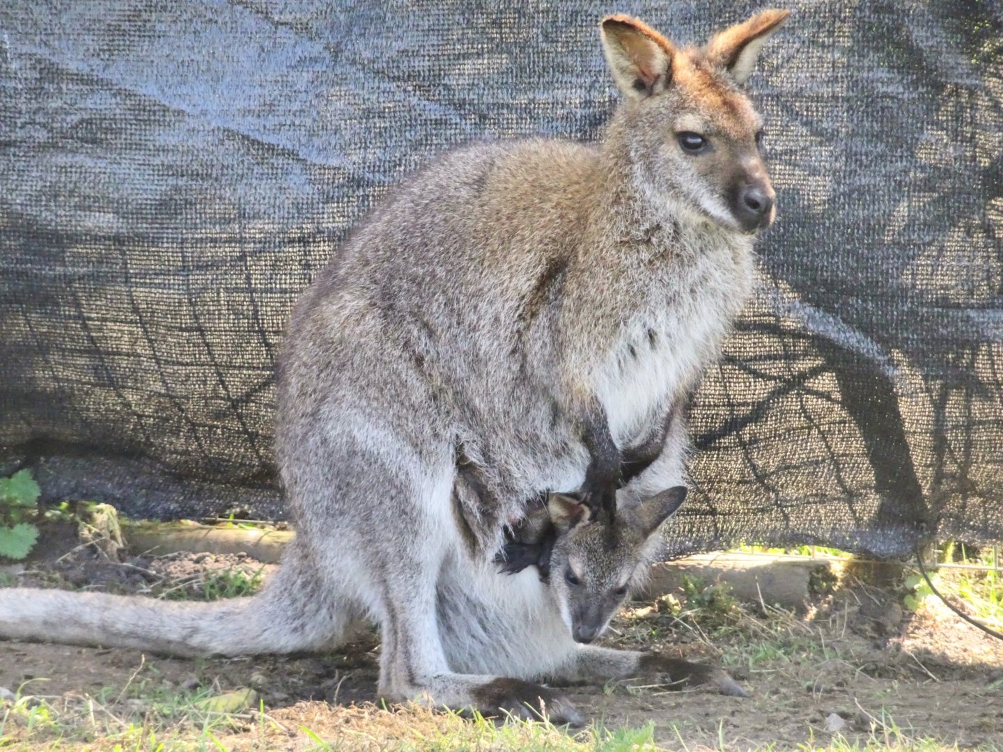 Wallaby with joey