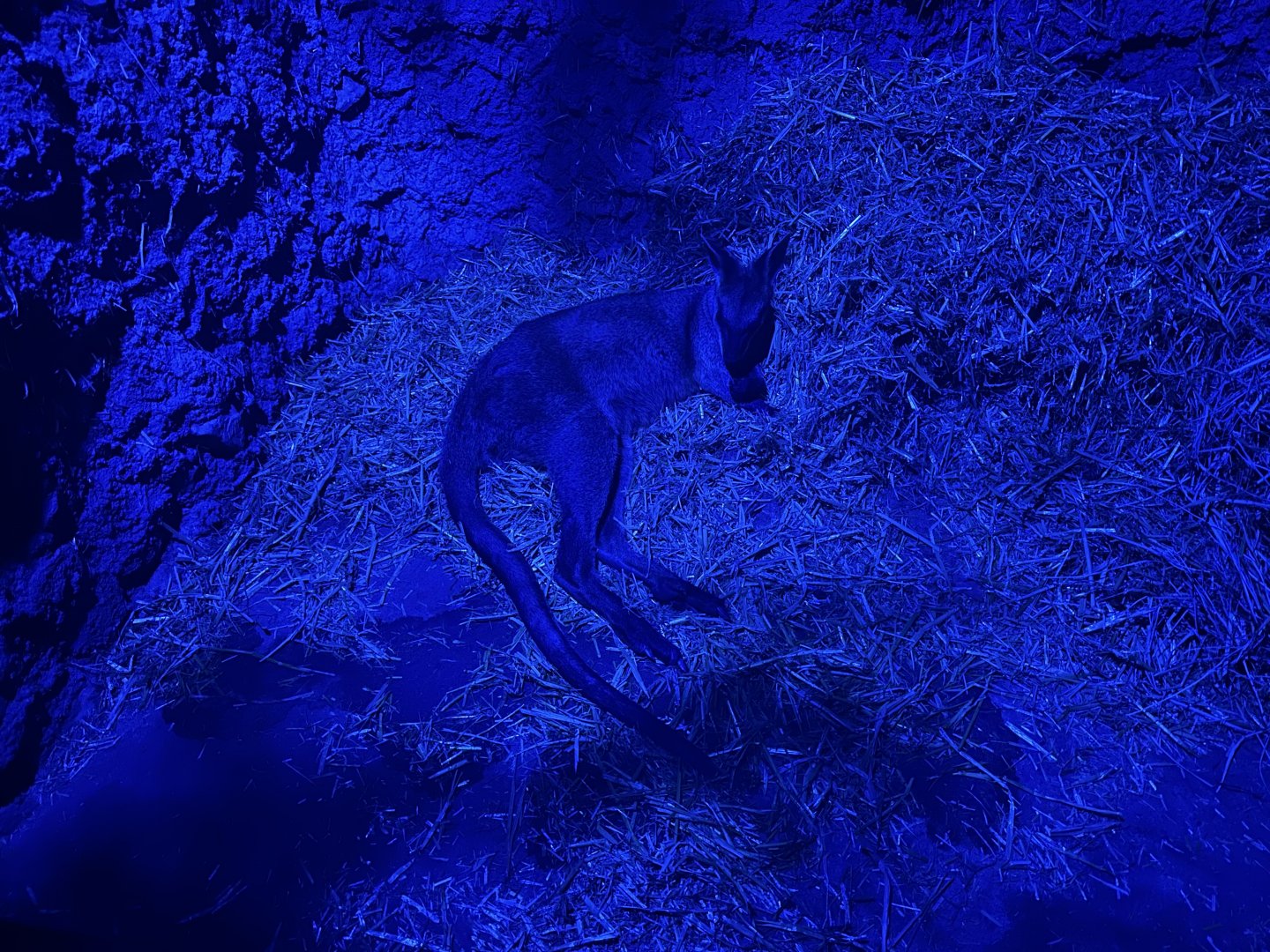 Wallaby (Wombat Burrow)