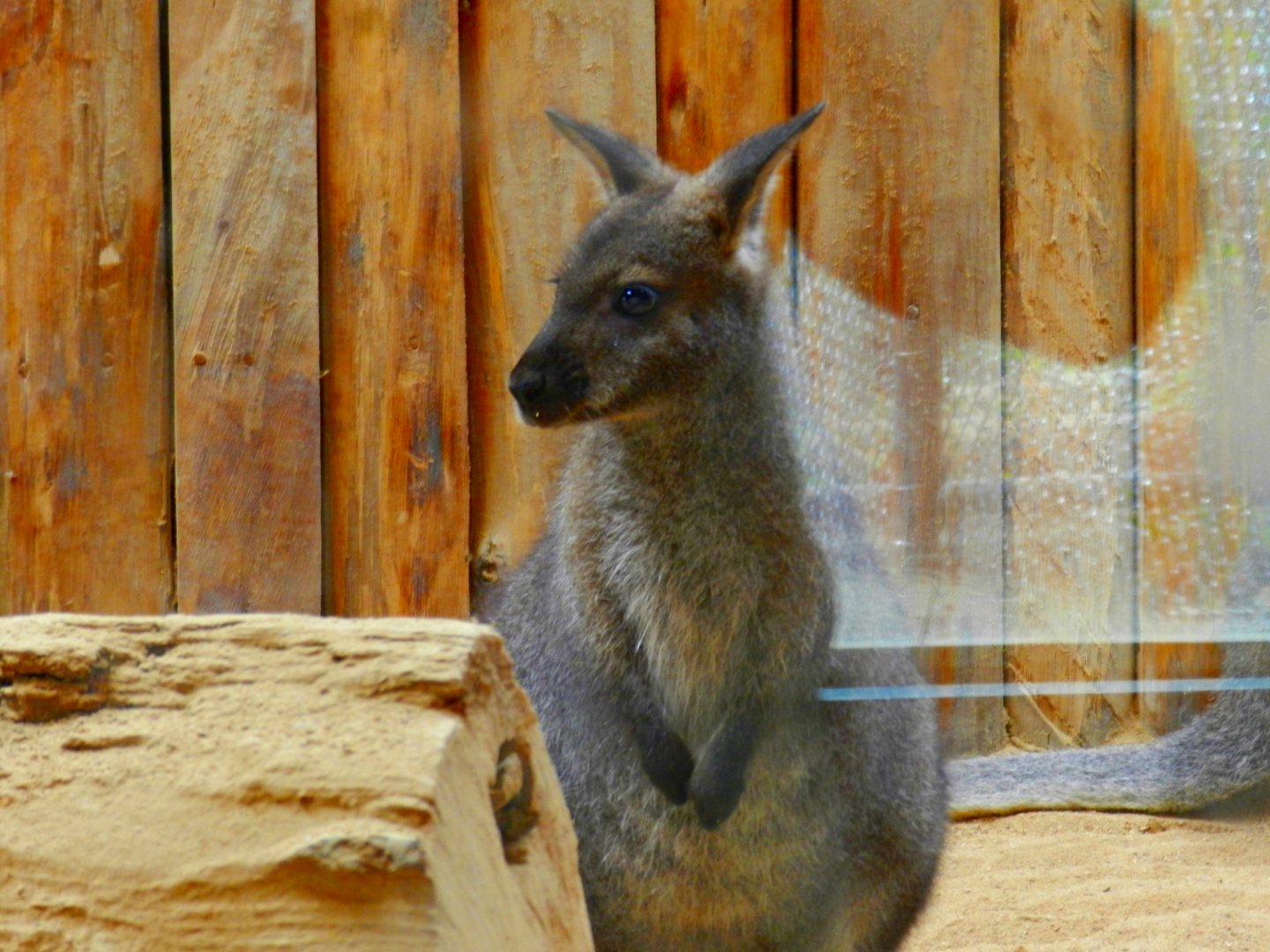 Wallaby - Zooparque Itatiba