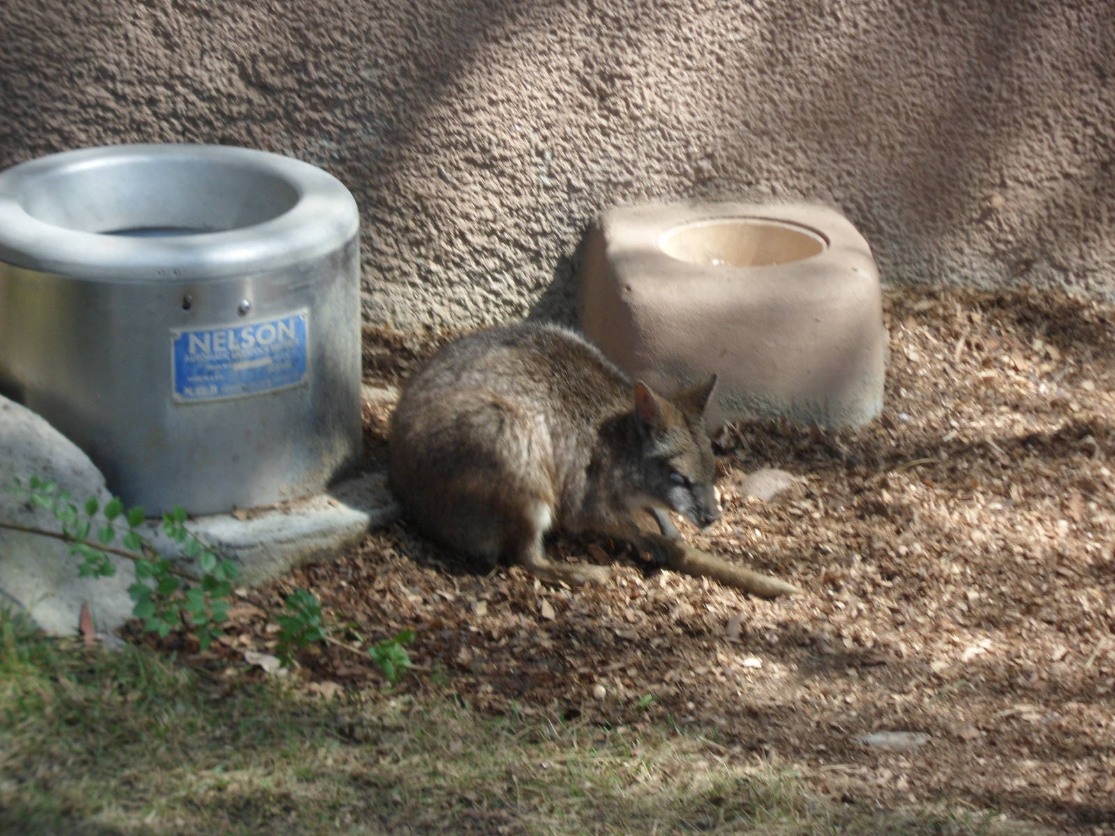 Wallaby