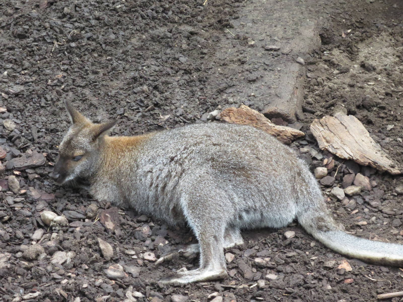 Wallaby