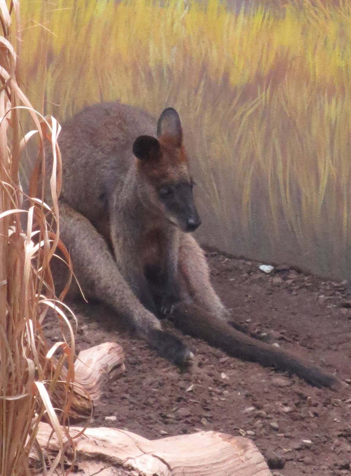 Wallaby