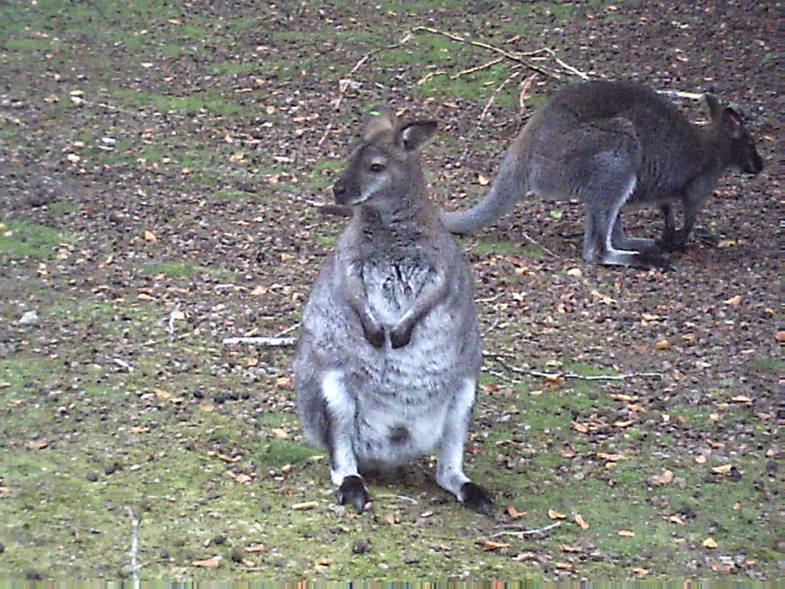 Wallaby