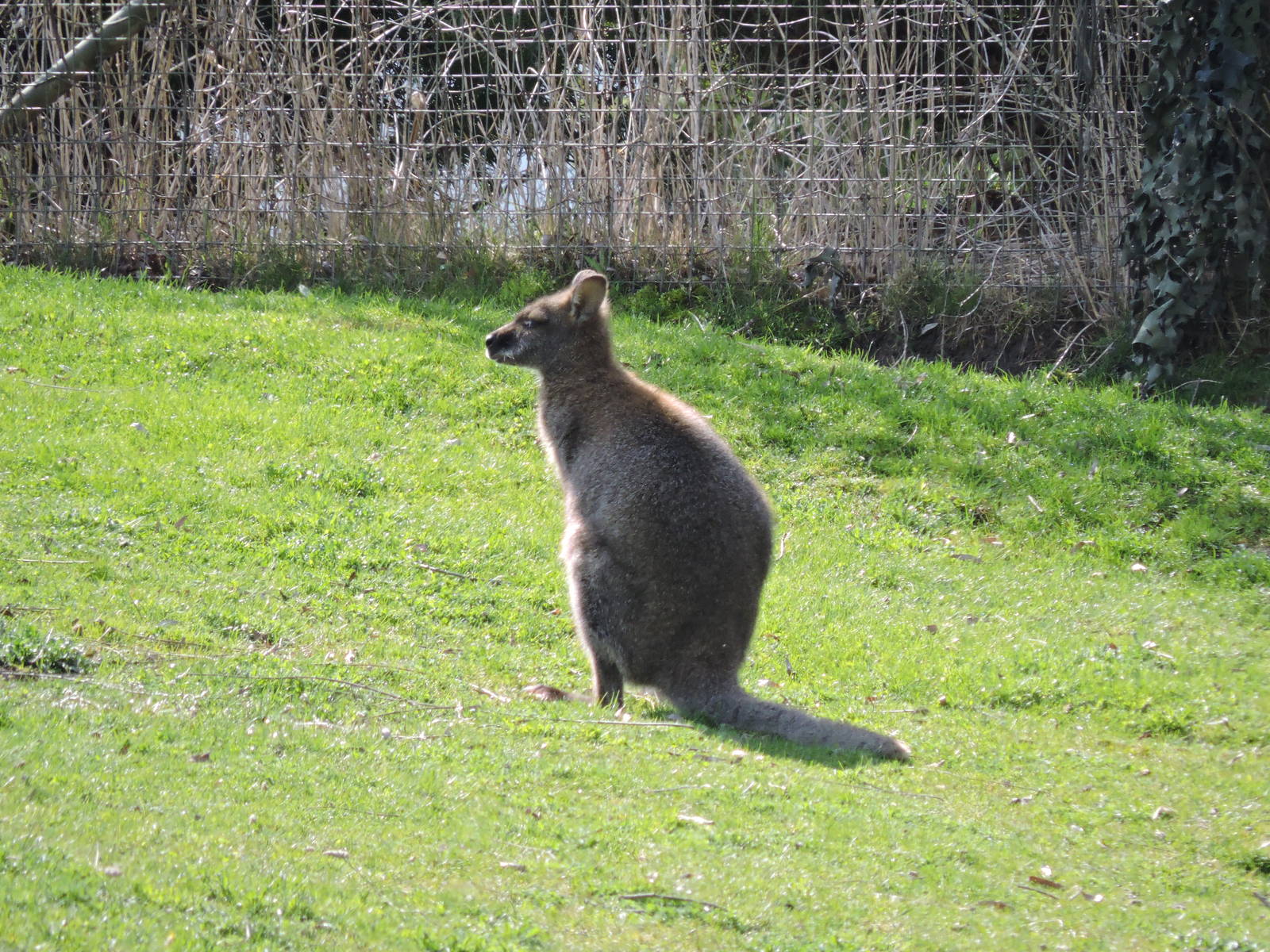 Wallaby