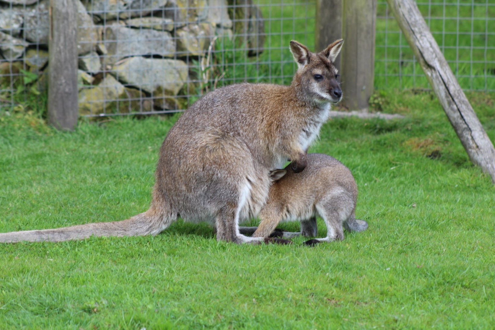 Wallaby