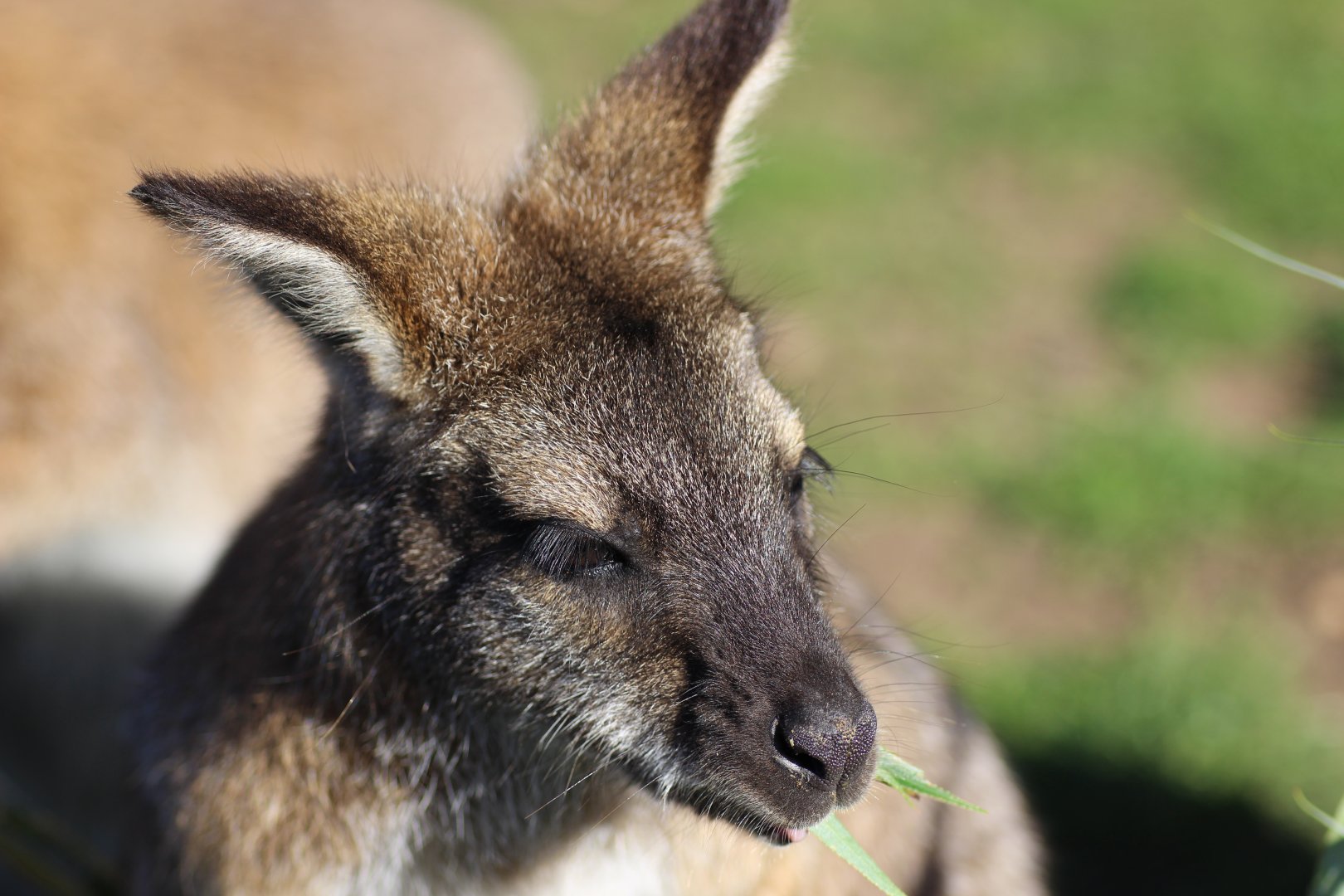 Wallaby