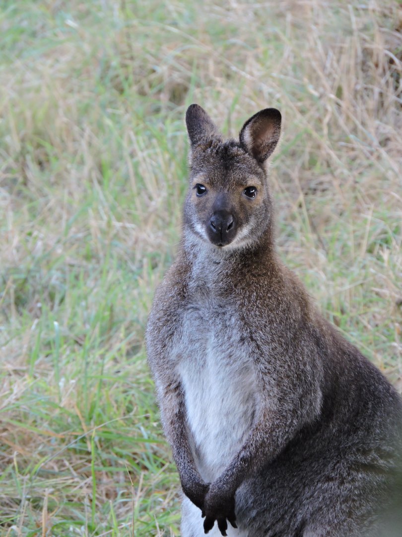 Wallaby