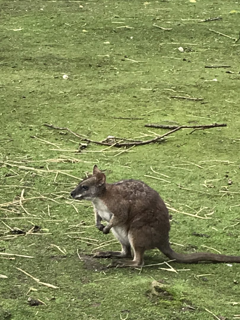 Wallaby