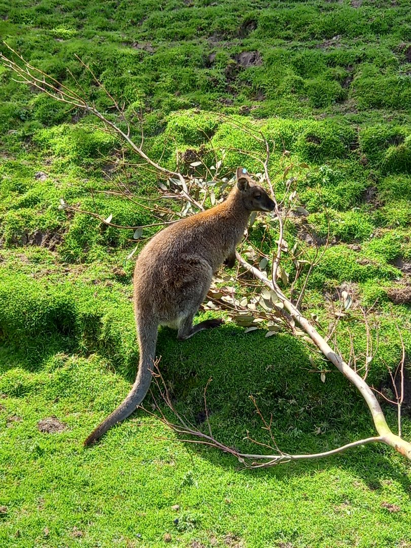 Wallaby