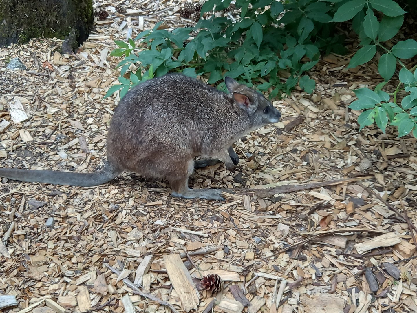 Wallaby