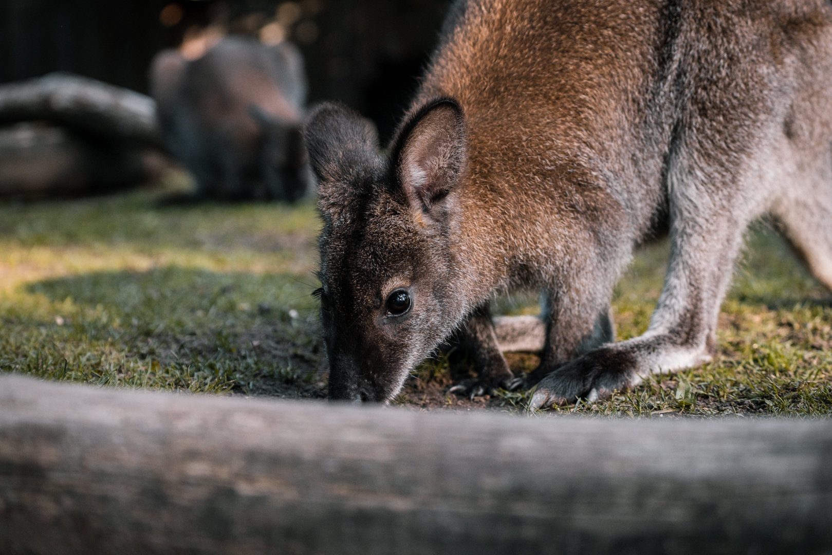 Wallaby