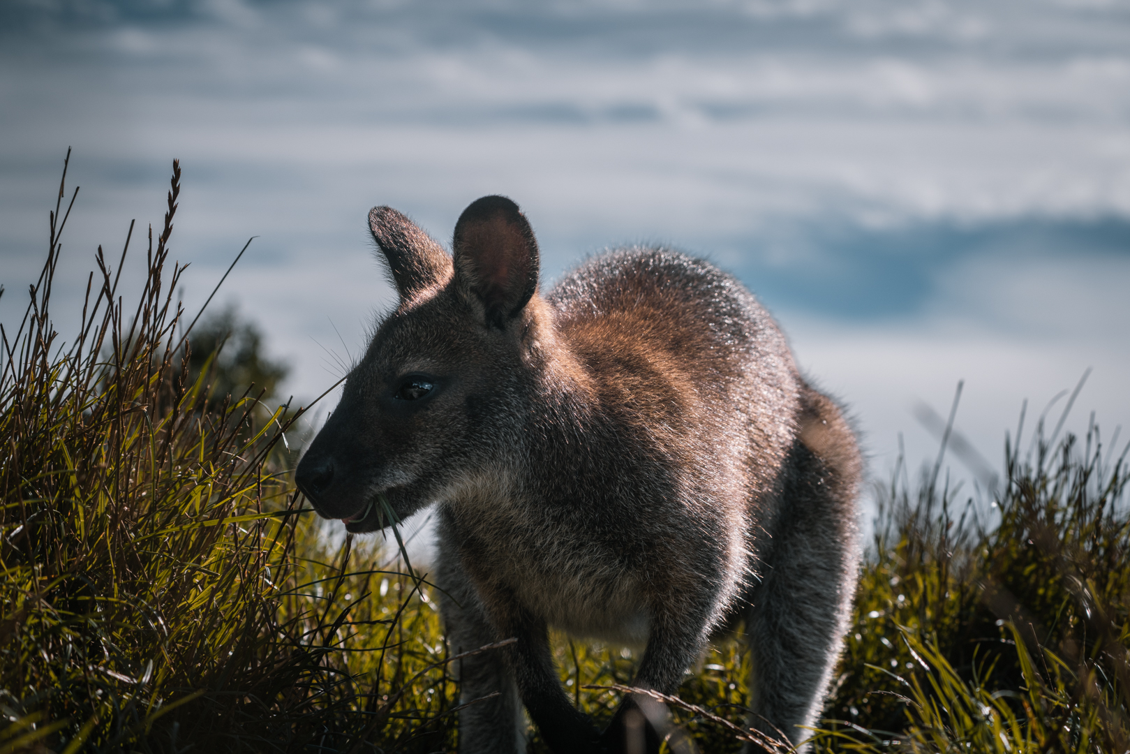Wallaby
