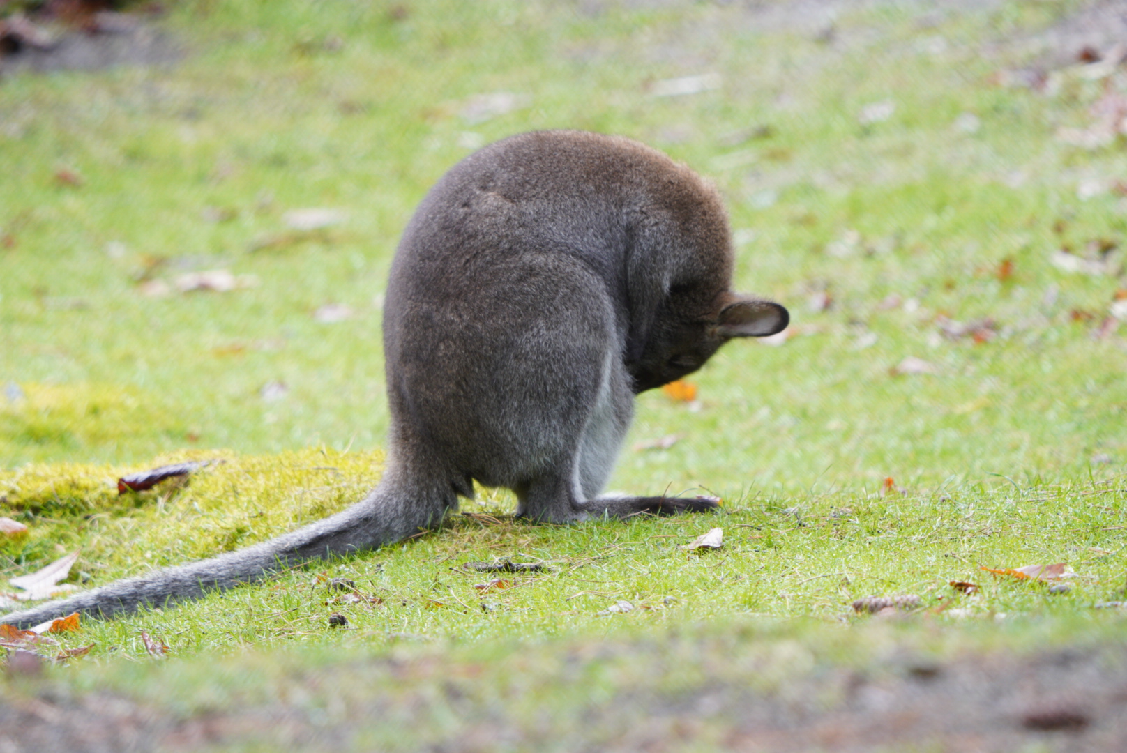 Wallaby