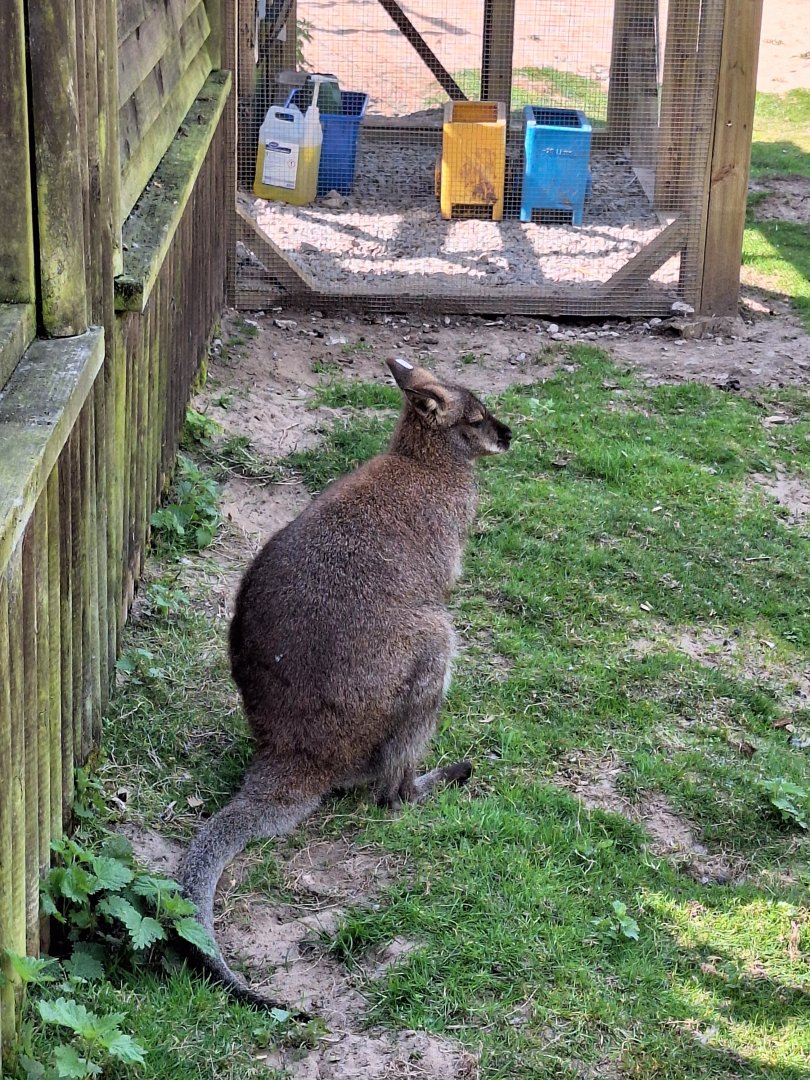 Wallaby