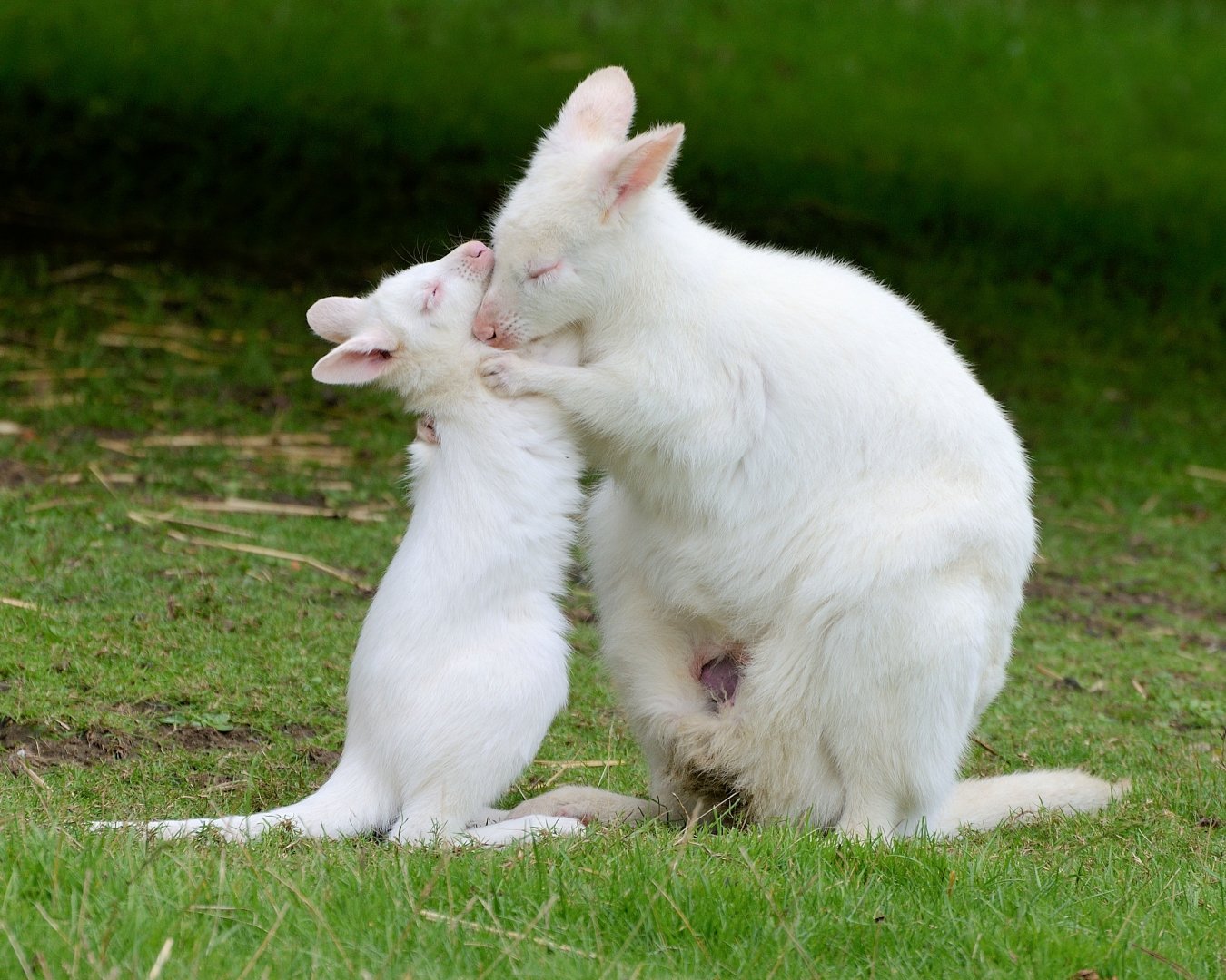 Wallaby's 30/08/2020