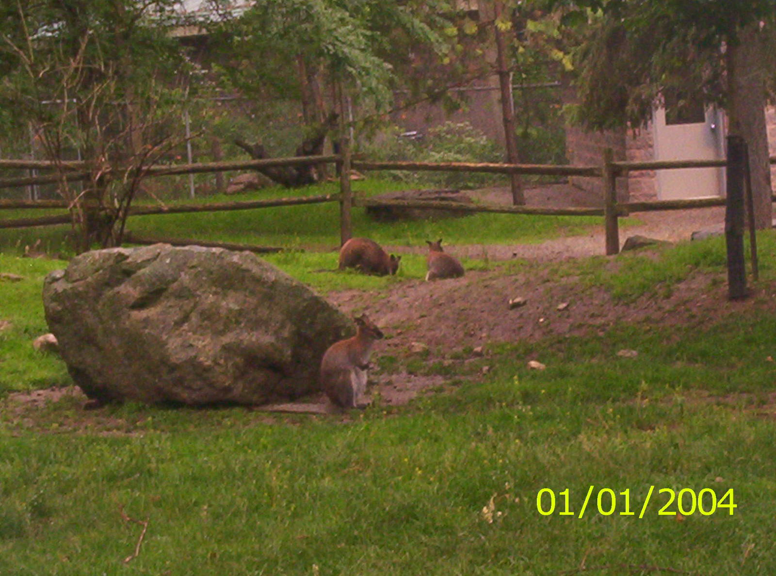 Wallabys at the Peterborough Zoo