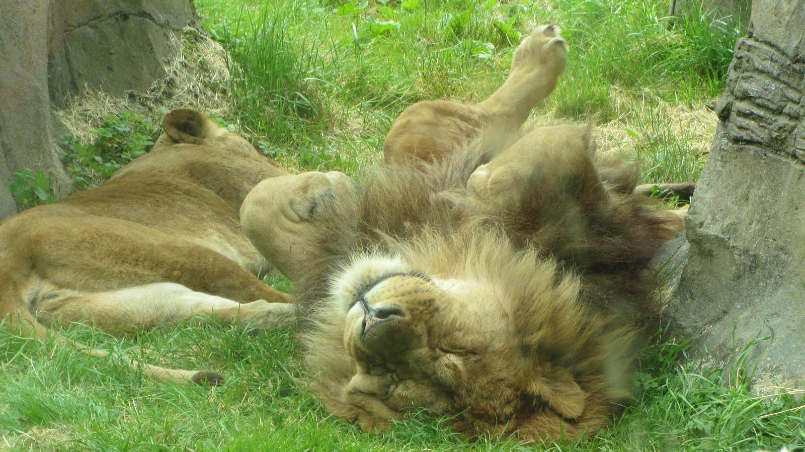 Wallace. - African Lion