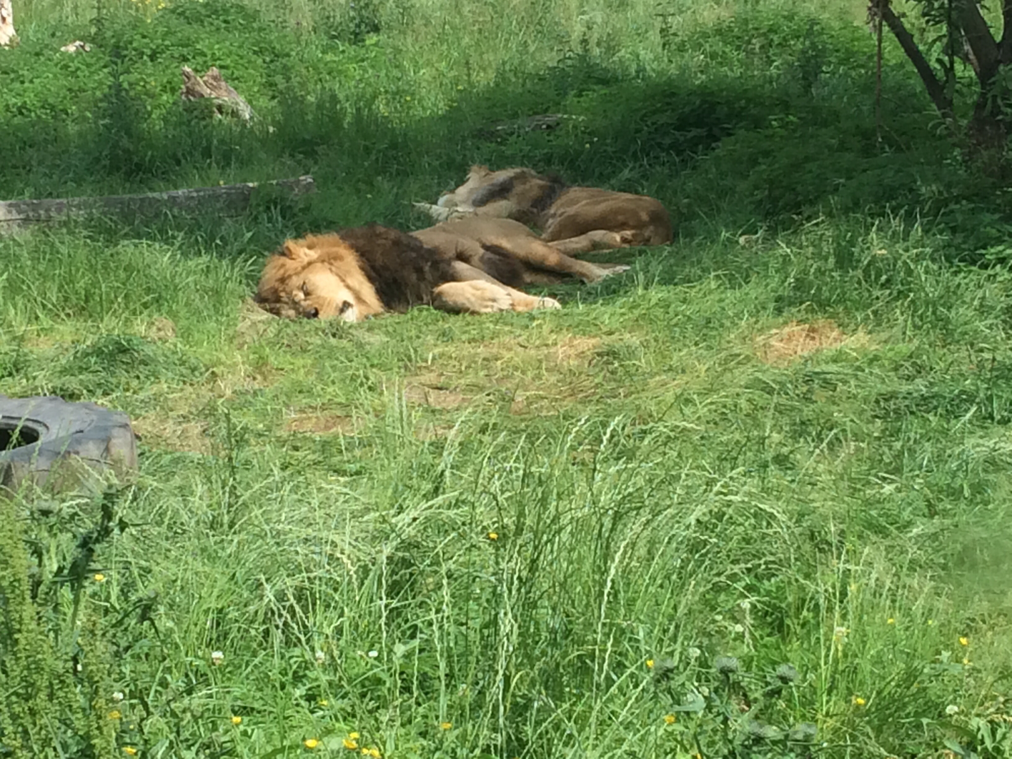 Wallace and Khari sleeping