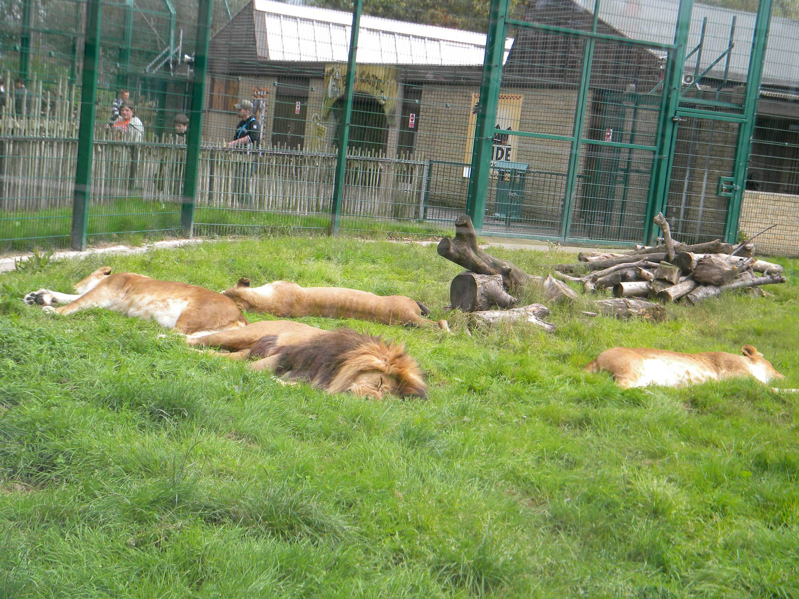 Wallace, Gillian, Rachel and Jasmine the African Lions at Blackpool Zoo 21/