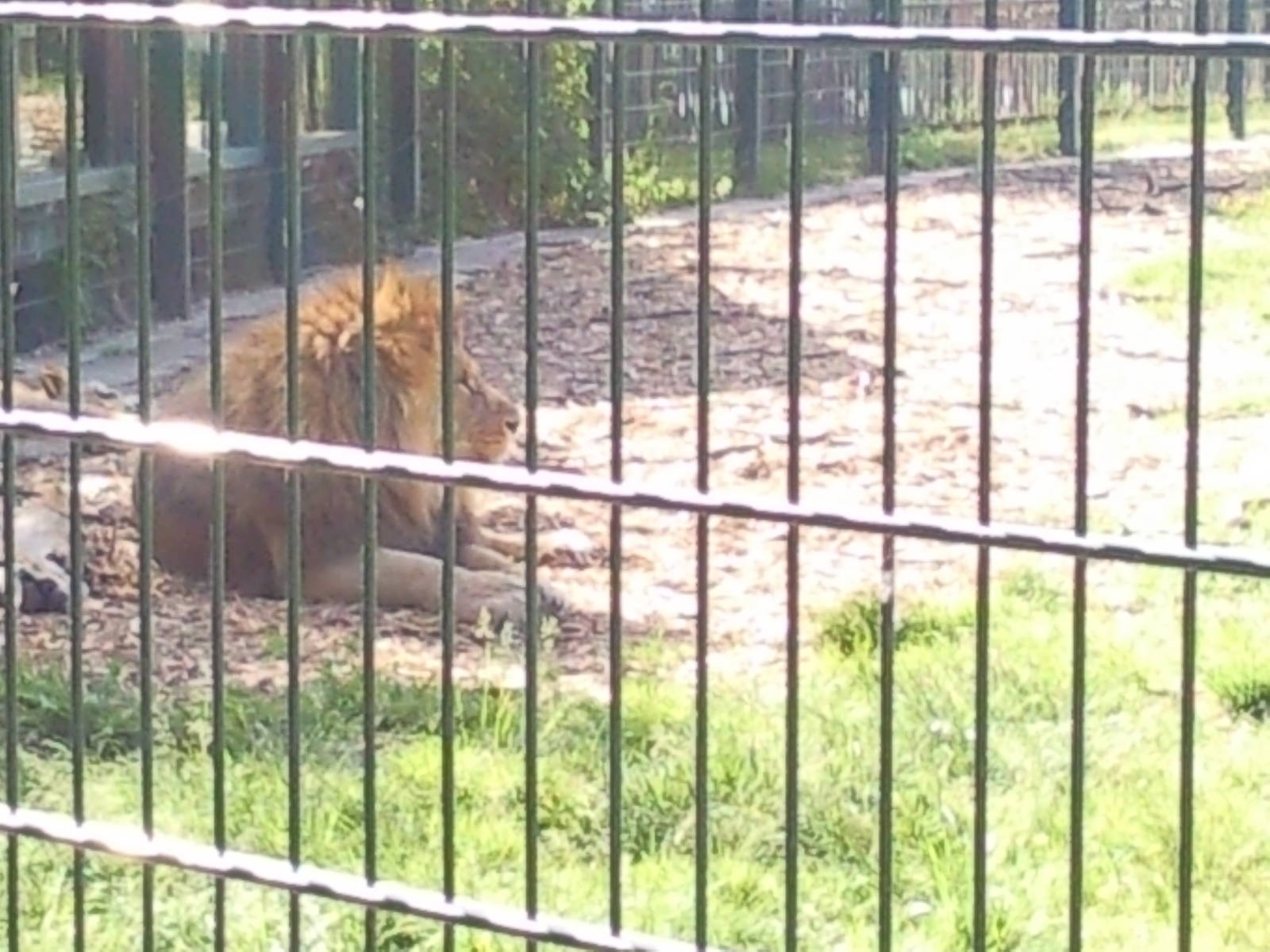 wallace male african lion and female's