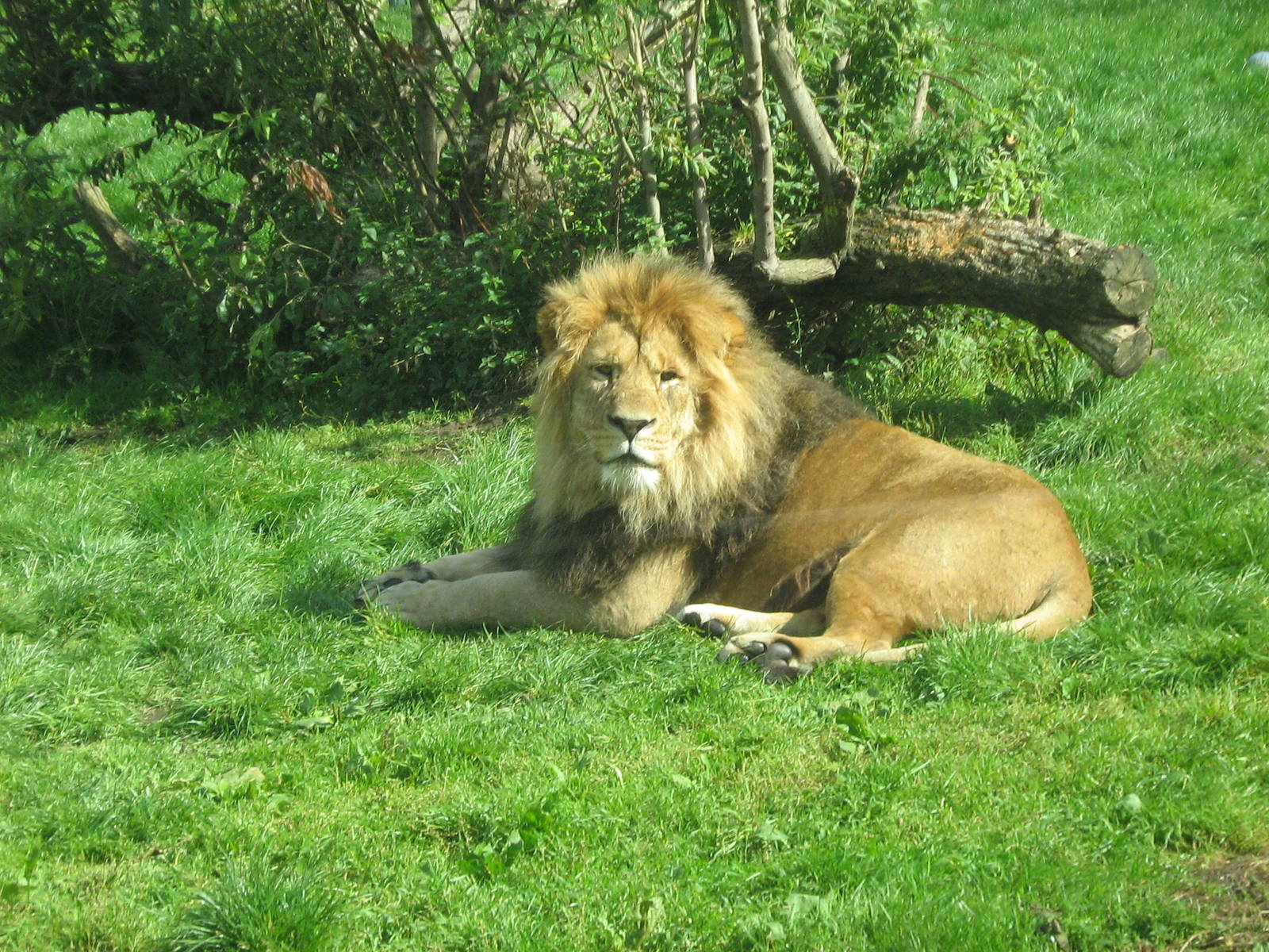 wallace male african lion