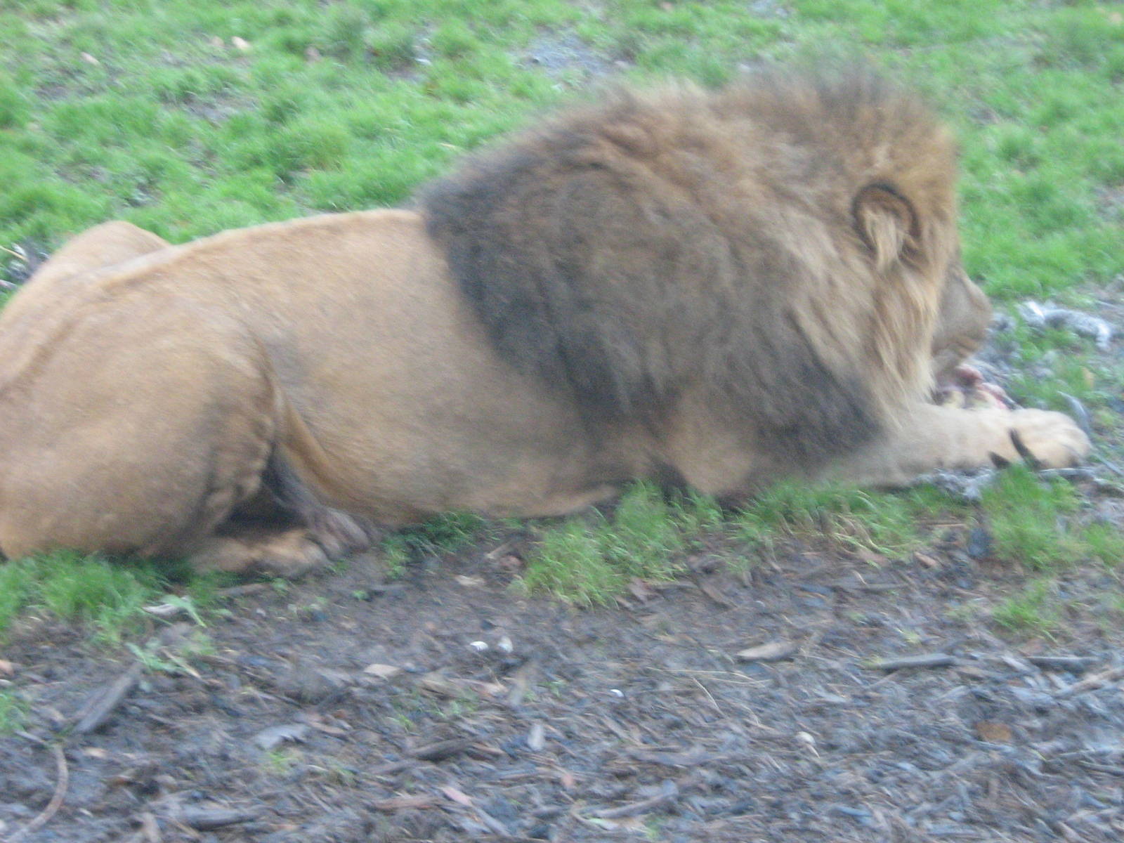 Wallace Male African Lion.