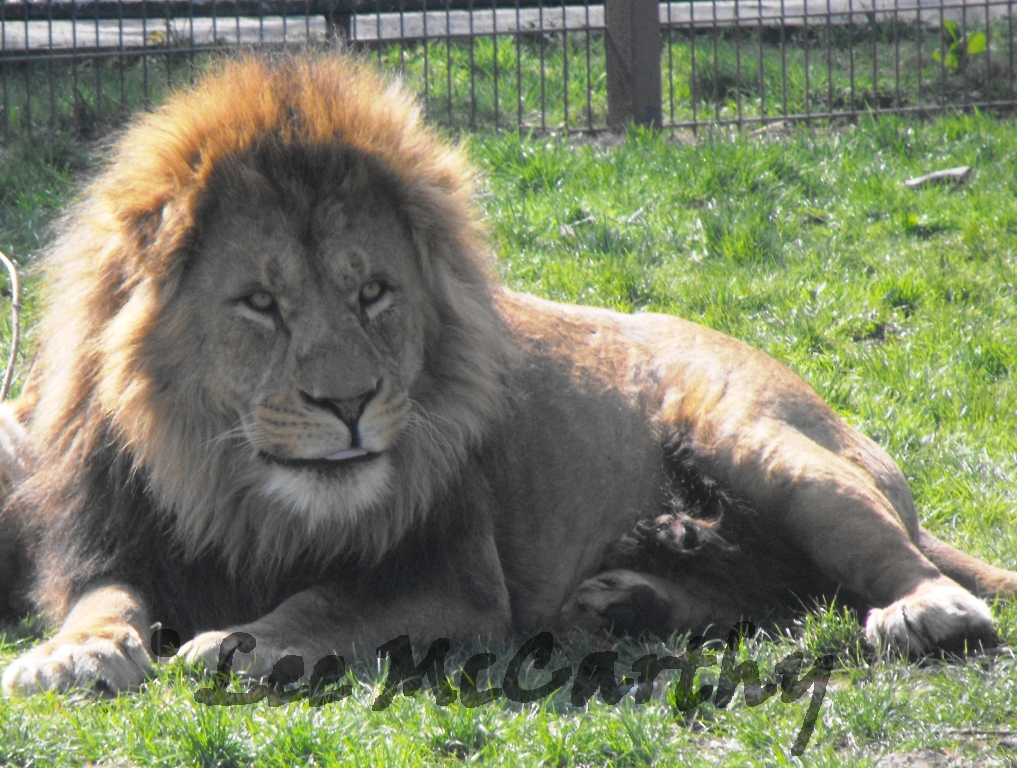 Wallace Male African Lion