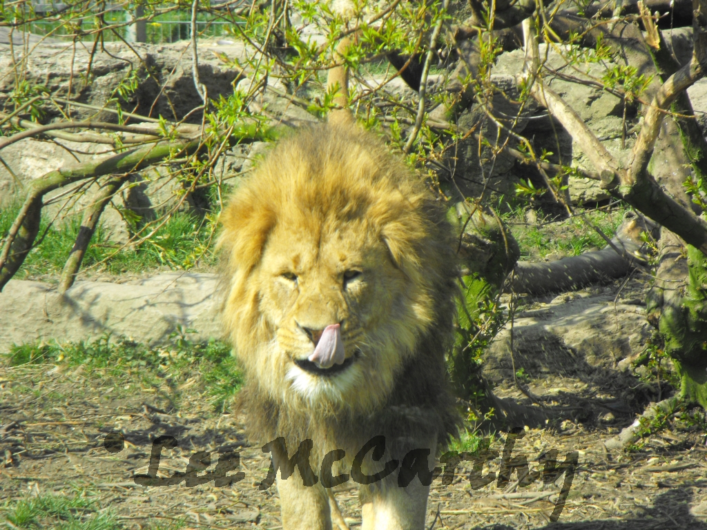 Wallace Male African Lion