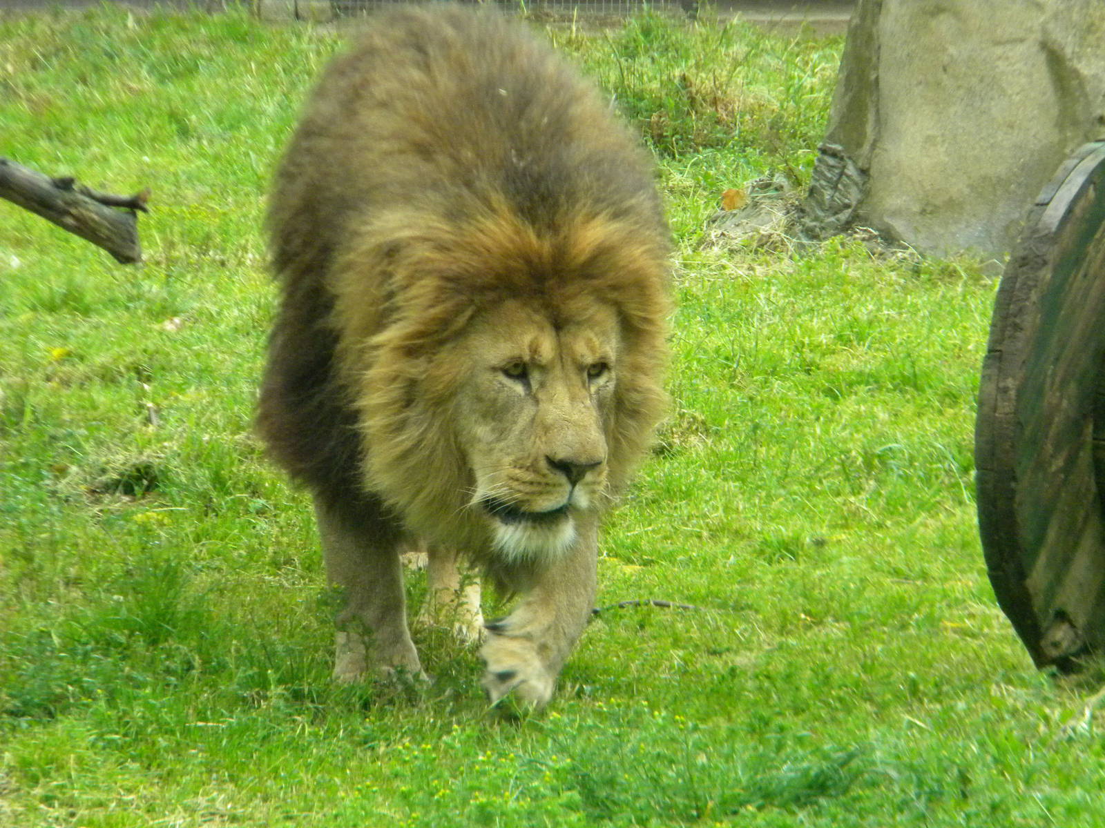 Wallace the African Lion at Blackpool Zoo 12/06/11