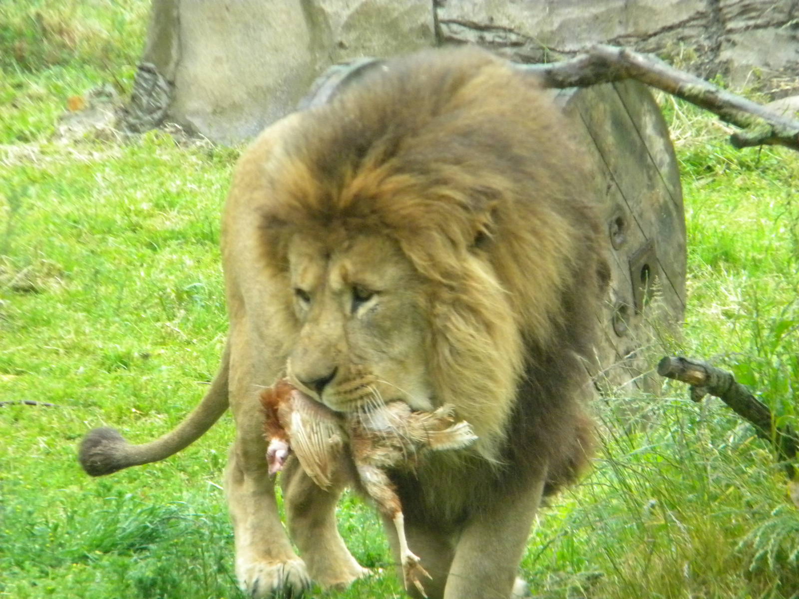 Wallace the African Lion at Blackpool Zoo 12/06/11