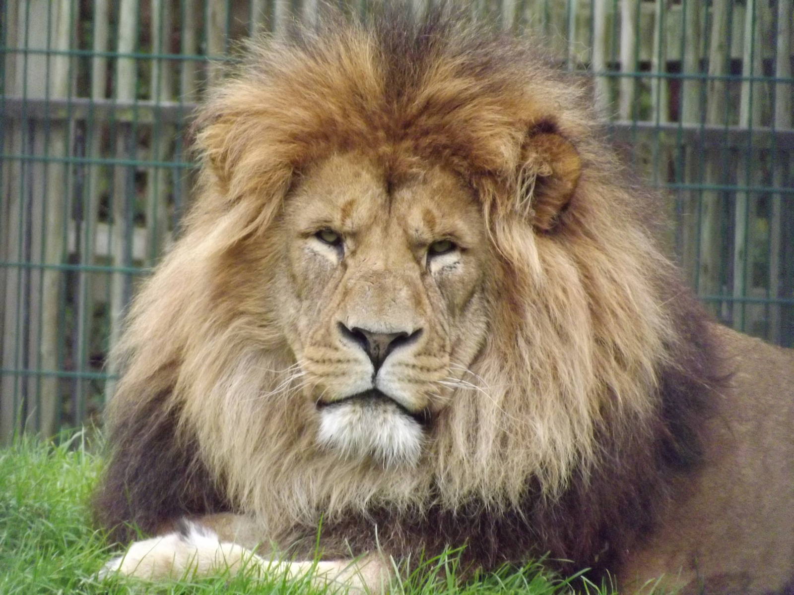 Wallace the African Lion at Blackpool zoo 16/10/11