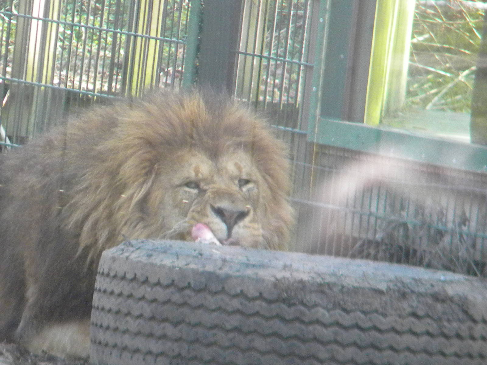 Wallace the African Lion at Blackpool Zoo 27th March 2011