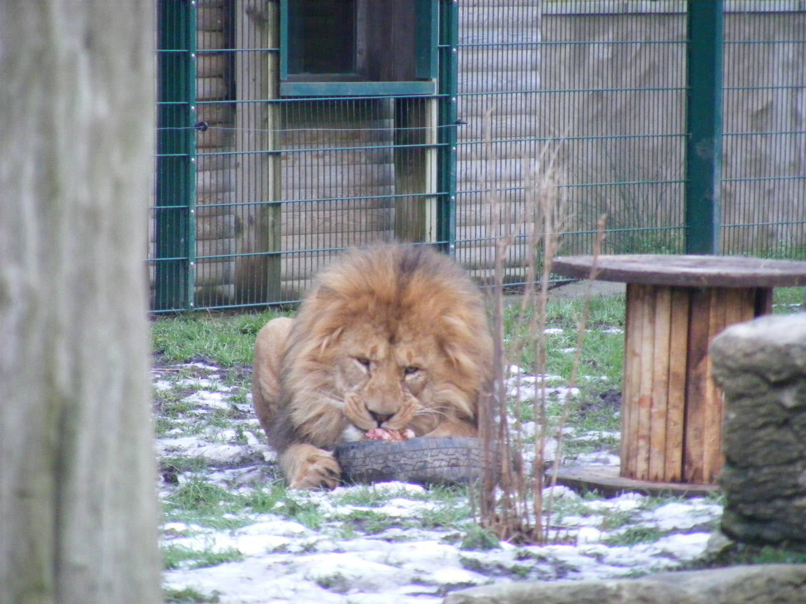 Wallace the African lion at feeding time at Blackpool Zoo, 29 December 2009