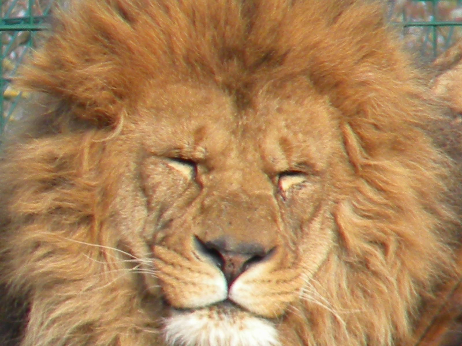 Wallace the African Lion,Blackpool Zoo