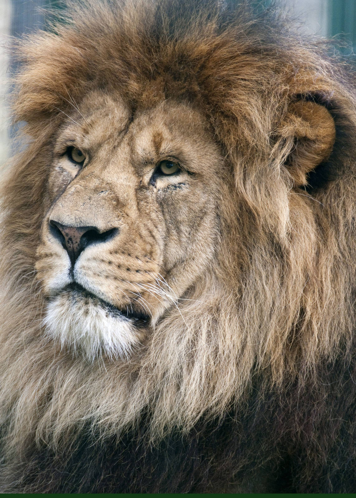 Wallace the African Lion