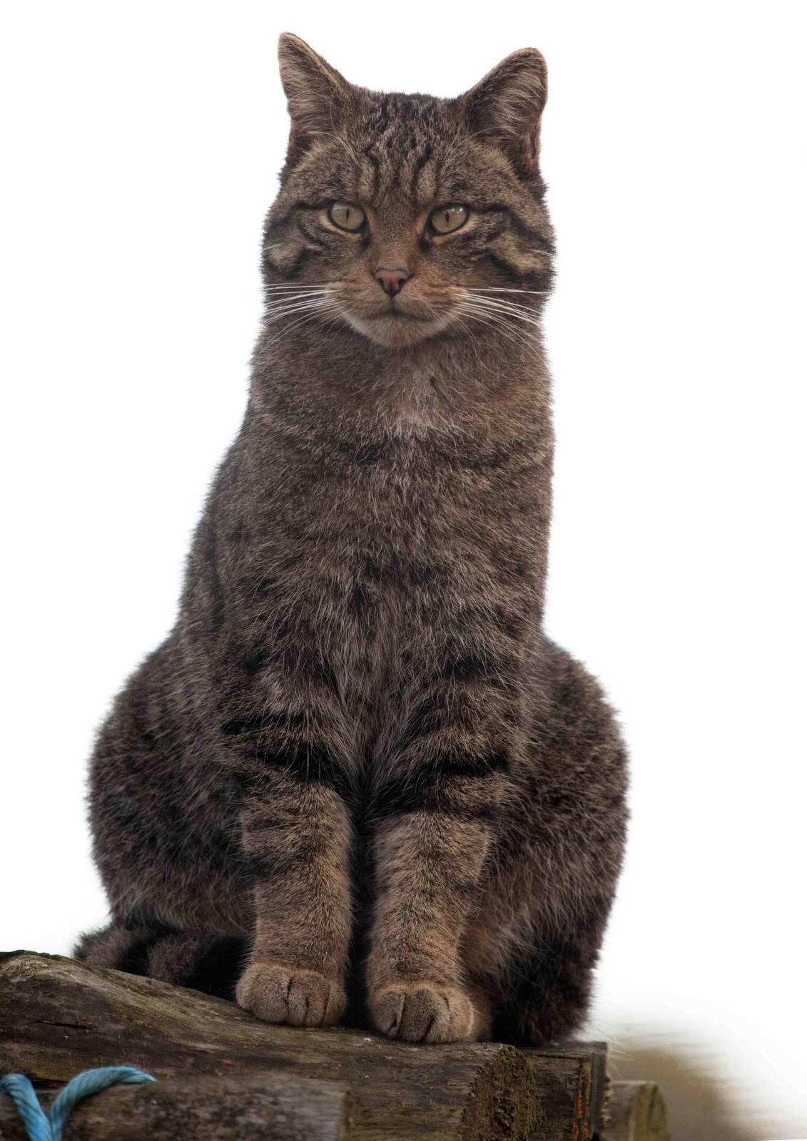 Wallace the Scottish Wildcat