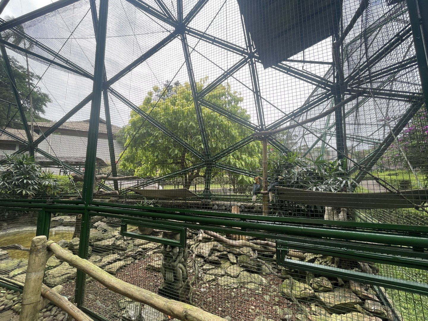 wallacea & sahul - aviary no. 20 - taman burung