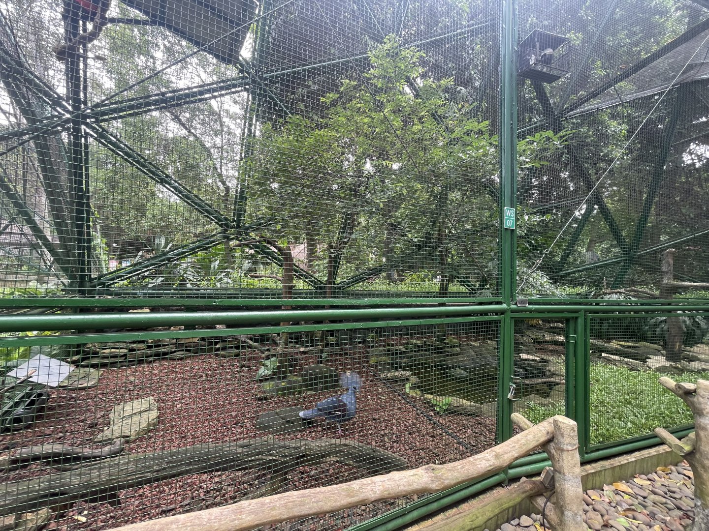 wallacea & sahul - aviary no. 7 - taman burung