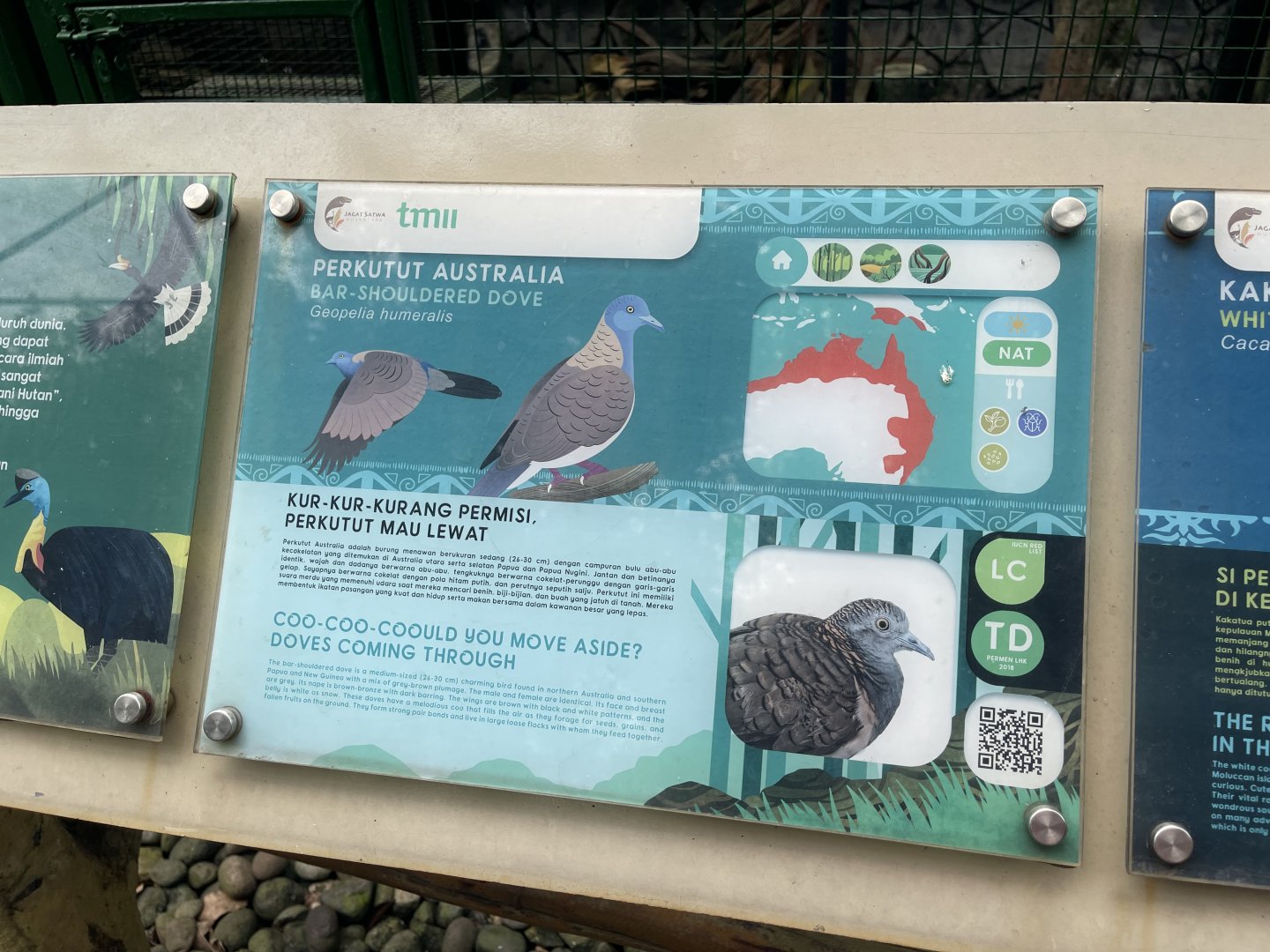 wallacea & sahul - bar-shouldered dove - taman burung