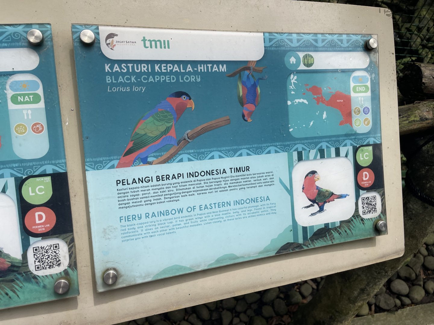 wallacea & sahul - black-capped lory signage - taman burung