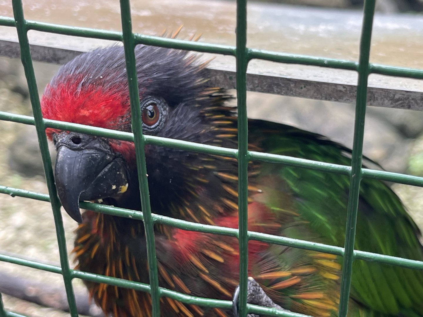wallacea & sahul - carmine-fronted lory (chalcopsitta scintillata rubrifrons) - taman burung