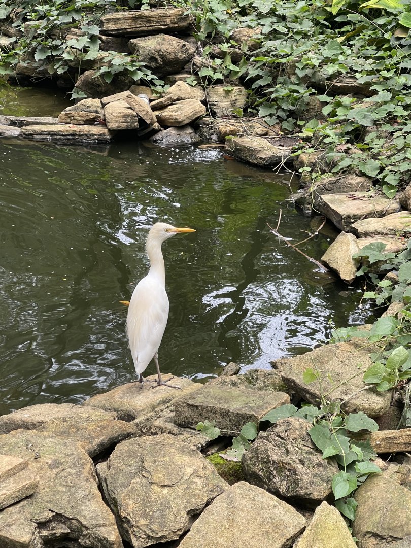 wallacea & sahul - eastern cattle egret (ardea coromanda) - taman burung