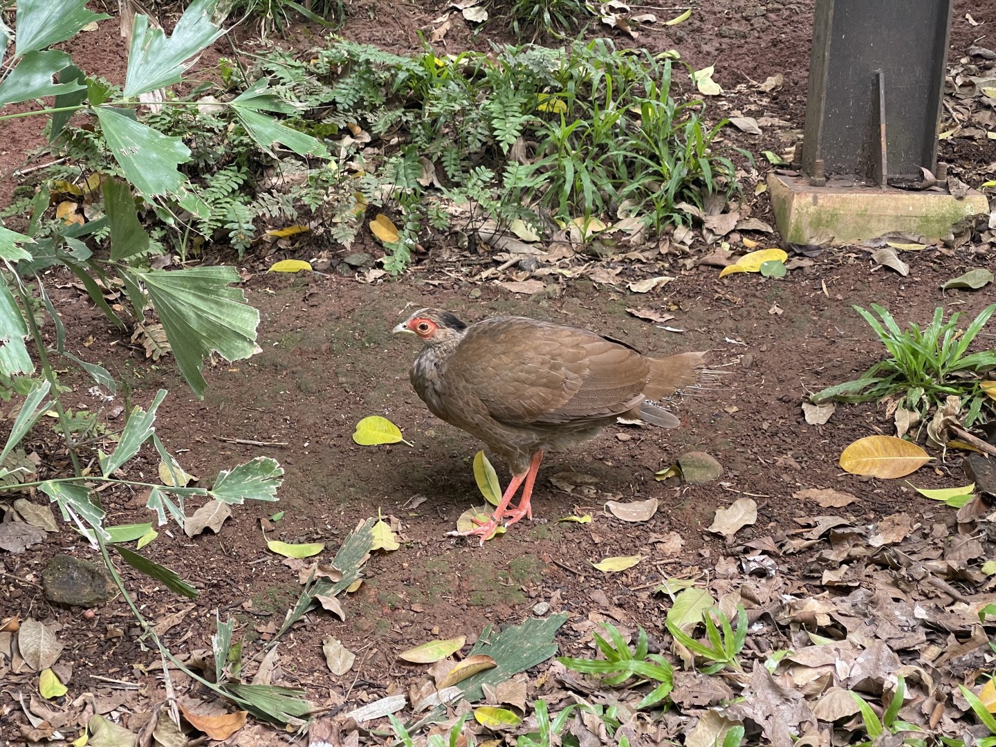 wallacea & sahul - female silver pheasant (lophura nycthemera) - taman burung