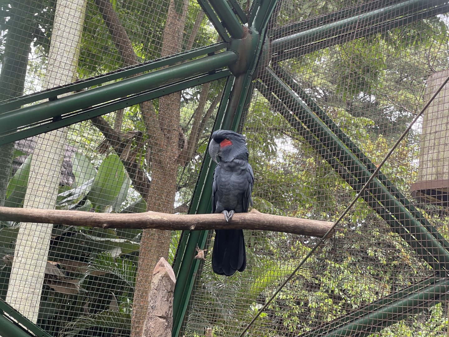 wallacea & sahul - goliath cockatoo (probosciger aterrimus goliath) - taman burung