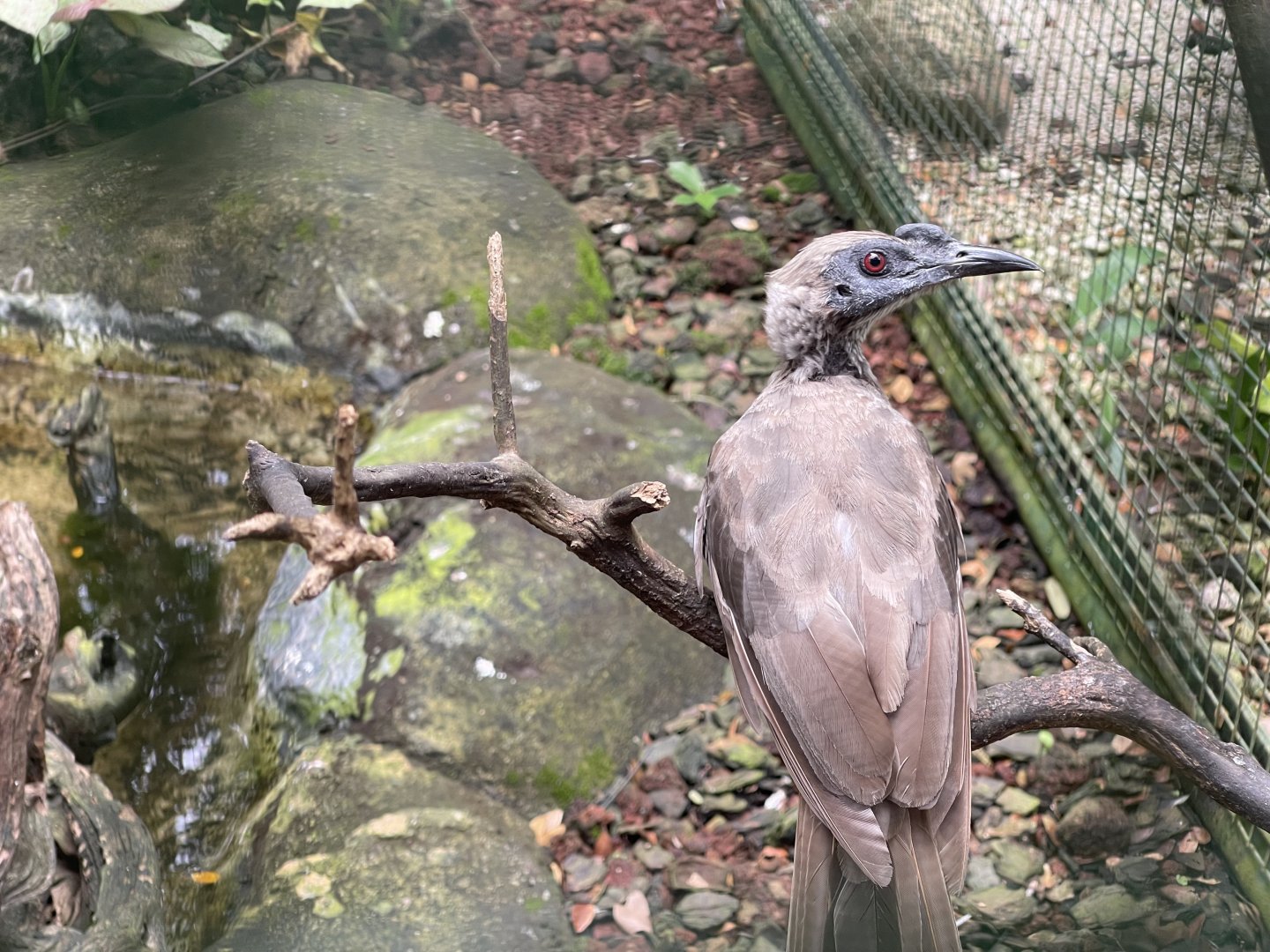 wallacea & sahul - helmeted friarbird (philemon buceroides) - taman burung