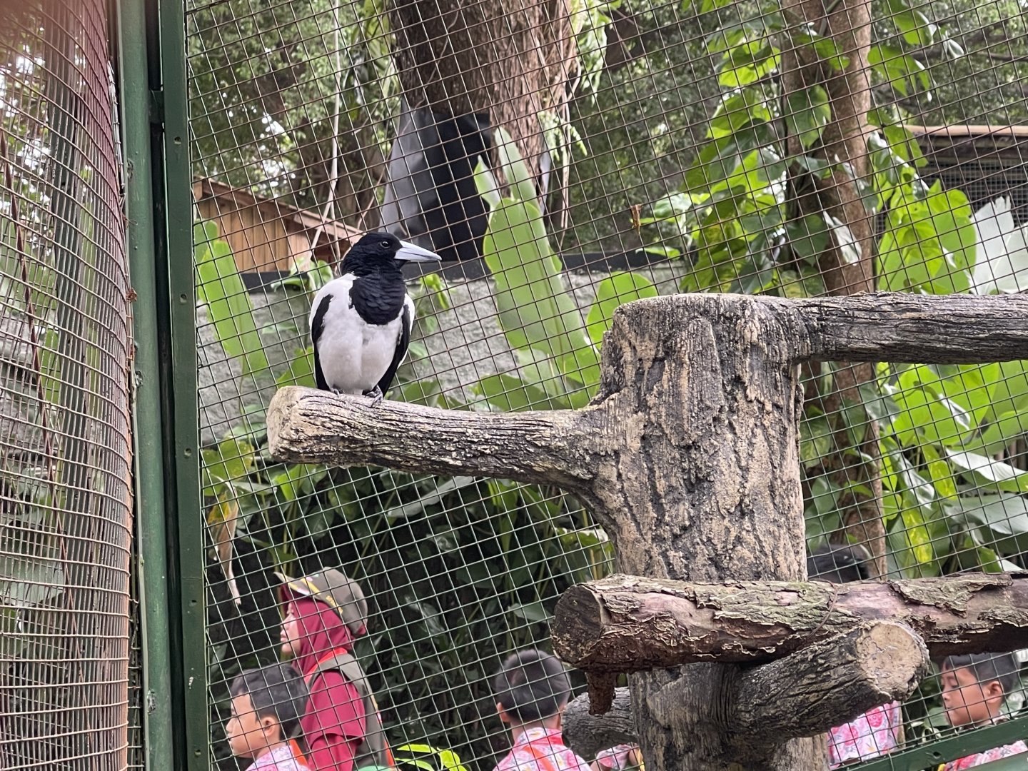 wallacea & sahul - hooded butcherbird (cracticus cassicus) - taman burung