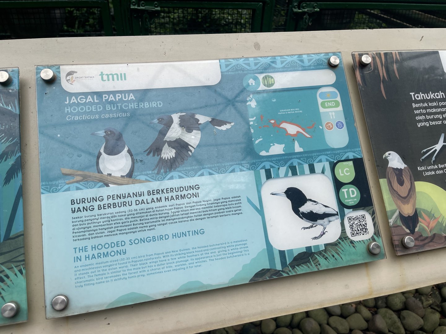 wallacea & sahul - hooded butcherbird signage - taman burung