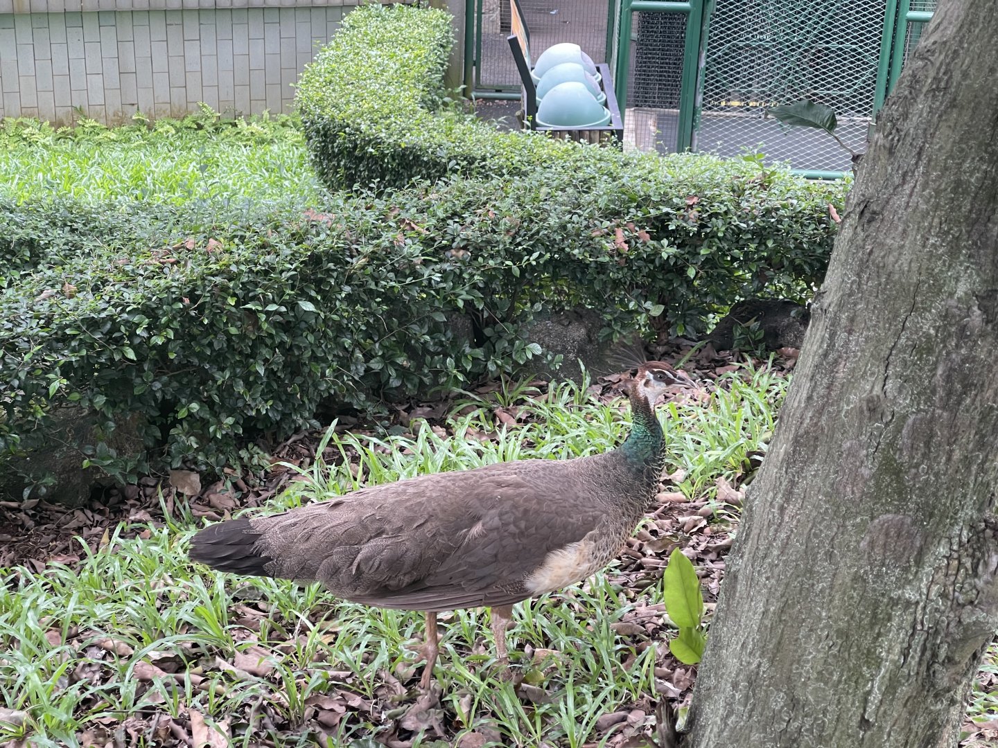 wallacea & sahul - indian peahen (pavo cristatus) - taman burung