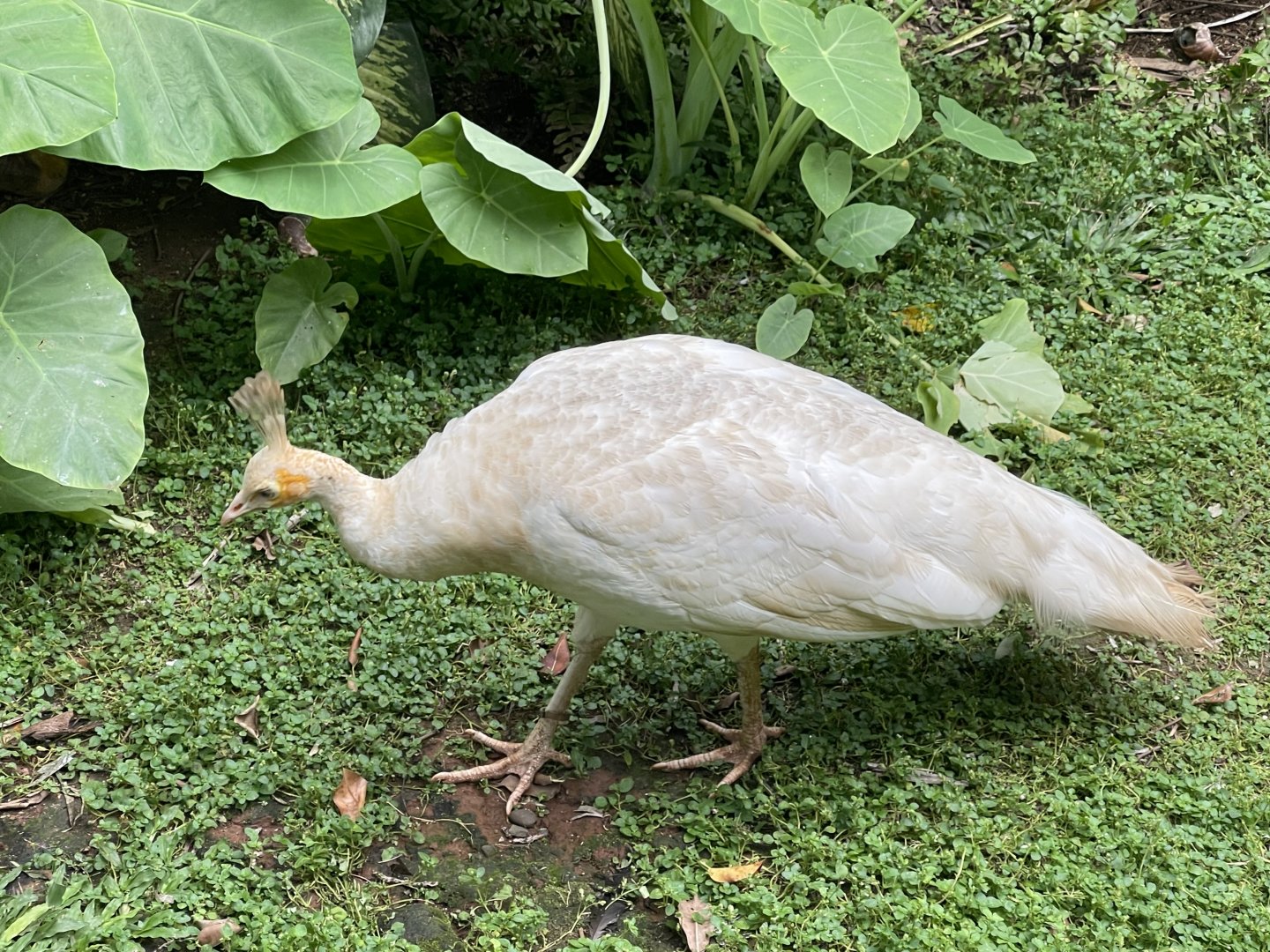 wallacea & sahul - leucistic indian peafowl (pavo cristatus) - taman burung